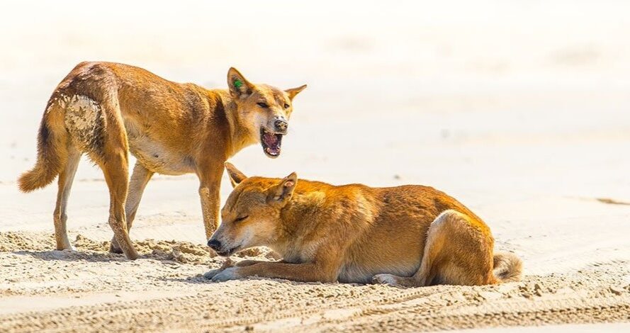 Dingoes